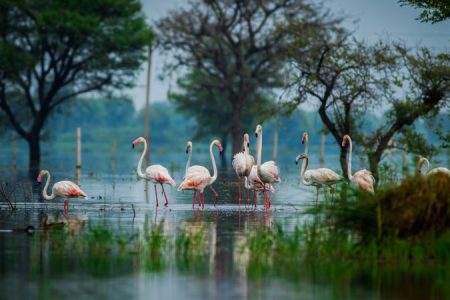 A Day Tour of Bharatpur Bird Sanctuary from Delhi.