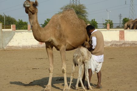 Drop Bikaner with Visit Rat Temple & Camel Breeding Center from Jodhpur.