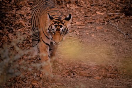 8-Day Golden Triangle Tour With Ranthambore Tiger Safari From Delhi