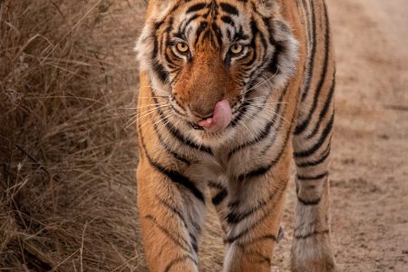 Panna National Park Shared Tiger From Khajuraho