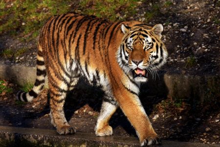 Half-Day Panna Safari : Guaranteed Tiger Sightings