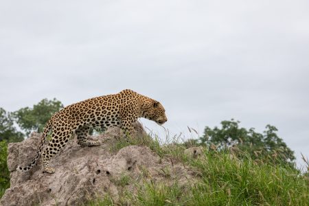 A Half-Day Tour of Jawai Leopard Safari from Udaipur