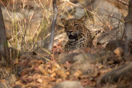 A Half-Day Tour of Jawai Leopard Safari from Jodhpur