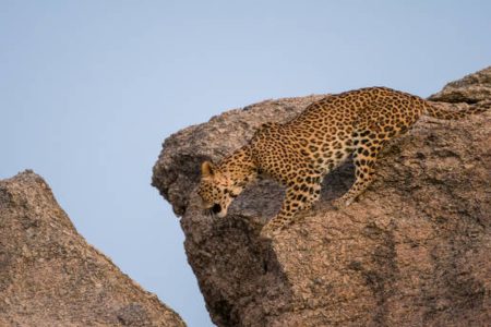 From Jodhpur: A Day Trip to Ranakpur Jain Temple, Kumbhalgarh Fort & Jawai Leopard Safari